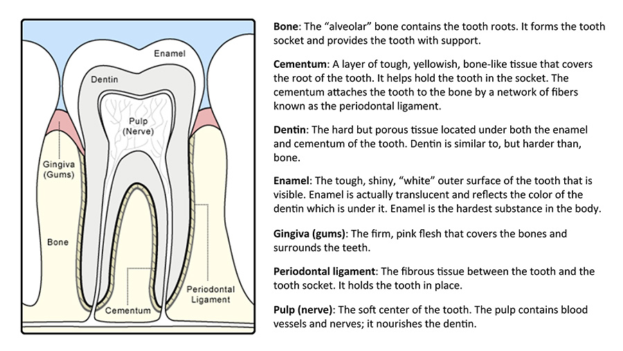 Anatomy of a tooth