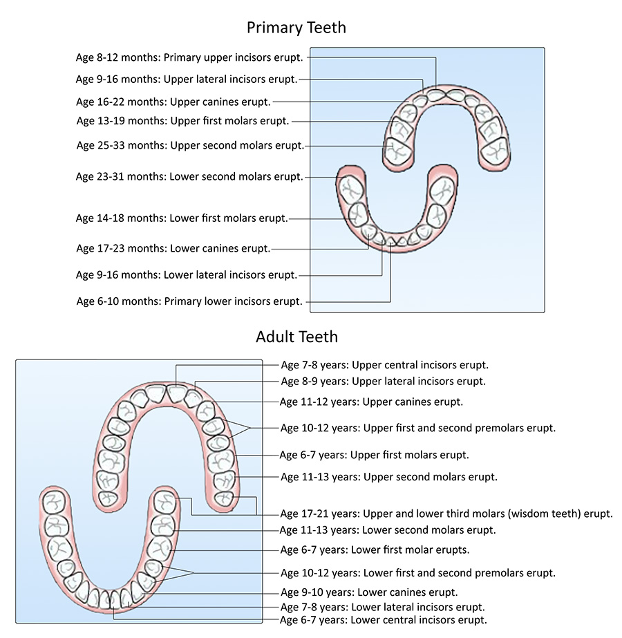 Tooth eruption